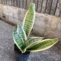 サンセベリア　ポット植え