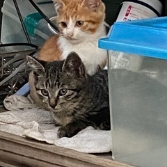 2ヶ月の子猫たち - 里親募集
