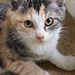 2ヶ月の子猫たち - 猫