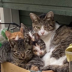 2ヶ月の子猫たち