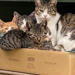 2ヶ月の子猫たち - 船橋市