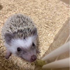 （譲渡日程決定しました）ハリネズミ