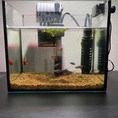 熱帯魚