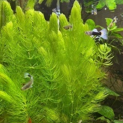 16 無農薬 水草　マツモ　5本　15cm以上　