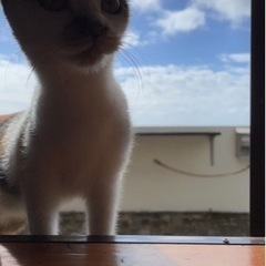 三毛猫🐈とっても甘えん坊
