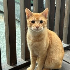 茶トラの里親を募集します