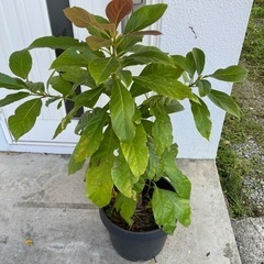 果樹苗/アボカド/観葉植物
