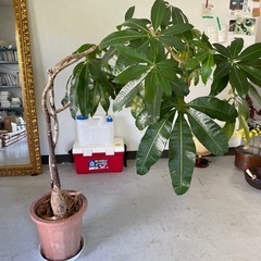 パキラ差し上げます/観葉植物