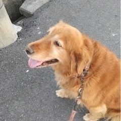 ゴールデンレトリバー
