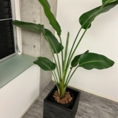 観葉植物　オーガスタ　鉢付きの画像