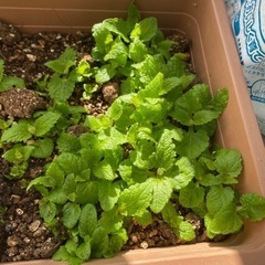 チョロギの種、苗の画像