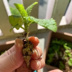チョロギの種、苗