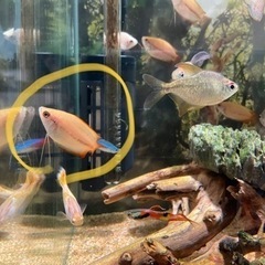 熱帯魚【ハニードワーフグラミー】