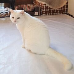 白猫(オス)(飼主さん決まりました。ありがとうございました！)