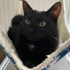 お腹の白毛が愛らしい🫶🏻オレオくん🖤