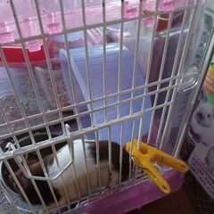ハムスターを飼ってる人募集