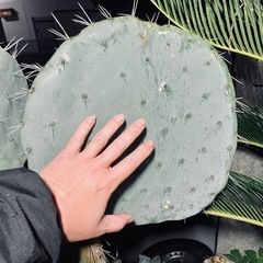 巨大‼︎ オプンチア ロブスタ "大王団扇" カット苗 サボテン 多肉植物の画像