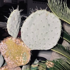 巨大‼︎ オプンチア ロブスタ "大王団扇" カット苗 サボテン 多肉植物の画像