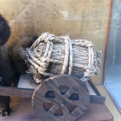 狸のはく製の画像