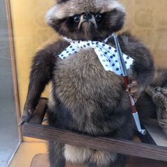 狸のはく製の画像