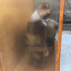 狸のはく製の画像