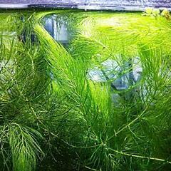 マツモ　水草　15本