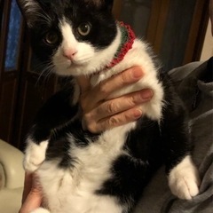 ハチワレの男の子　4ヶ月　　トライアル中
