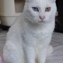 オッドアイ(飼主さん決まりました。ありがとうございました！)