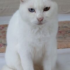 オッドアイ(飼主さん決まりました。ありがとうございました！) - 久喜市