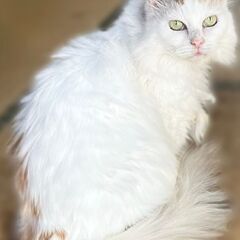 毛長(飼主さん決まりました。ありがとうございました！)