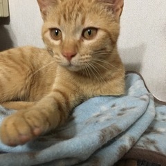 🍀茶トラ♂と黒猫♂😻甘えん坊な兄弟💕（募集一時中断します）