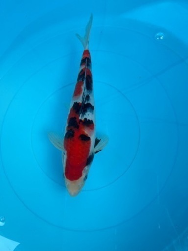 年末セール　錦鯉　大正三色