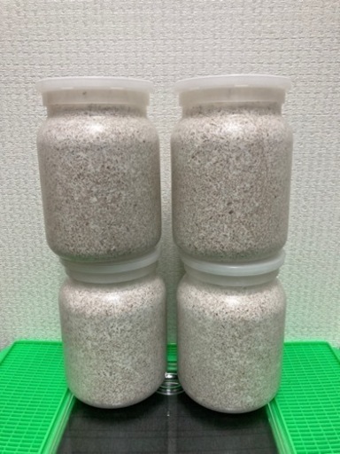 国産オオクワガタ幼虫4頭【アンバランス】　菌糸びん800cc4本