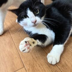 甘えっ子すぎる　ハチワレオス