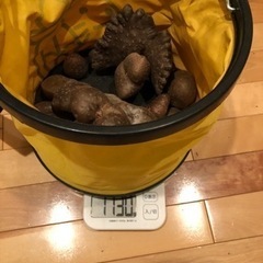 無農薬　珍しい芋　宇宙芋・エアポテト　採れたて　1211