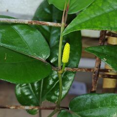 植物【ピパーチ】の画像