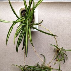 【強く美しい観葉植物】スパイダープラント(子持ち折鶴蘭)－Type_C－の画像