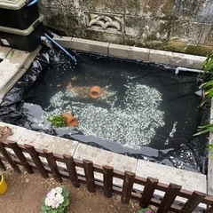 フナなど淡水魚が欲しい