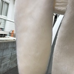 成人式ショールの画像