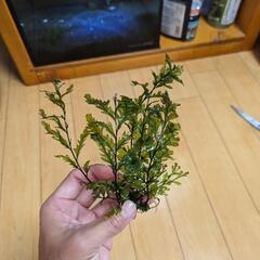 水草（ボルビティスヒュディロティ、アヌビアスナナプチ、ミクロソリ...
