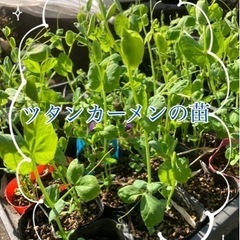 ⭐︎お取引中です。ツタンカーメンの苗です。