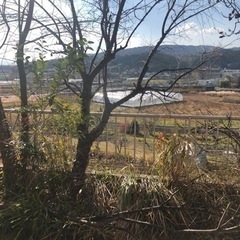 オリーブの木　倒木　枯れ木