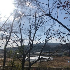 オリーブの木　倒木　枯れ木の画像