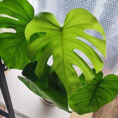 モンステラ　デリシオーサ　観葉植物　