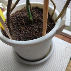 モンステラ　デリシオーサ　観葉植物　の画像