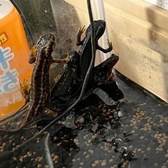 オキナワシリケンイモリ4匹【飼育セット付き】