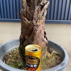 ブラヘア アルマータ　大株　耐寒　ドライガーデン　ロックガーデンの画像