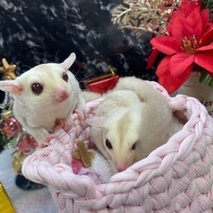 フクロモモンガ ③の画像