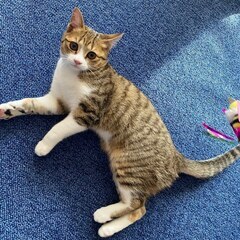 【受付終了】保護子猫 チビ（キジ白）