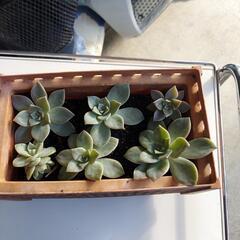 サボテン🌵